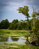 Cypress Tree