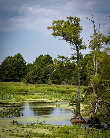 Cypress Tree