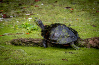 Red-eared Slider