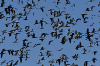 Snow Geese