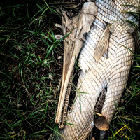 Gar