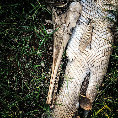 Gar